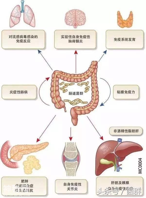 细菌越多，免疫力越好-2.jpg