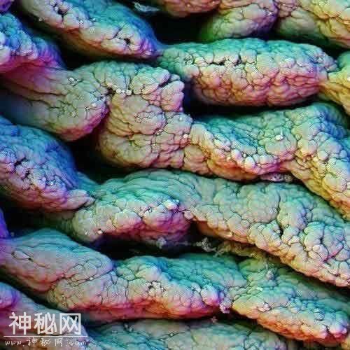 显微镜下难得一见的人体图片-9.jpg