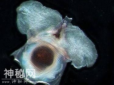离奇的魔鬼三角——百慕大的真相-2.jpg