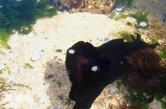 美国男子在南加州海滩的礁石里发现巨型的未知生物，真的好大呀-2.jpg