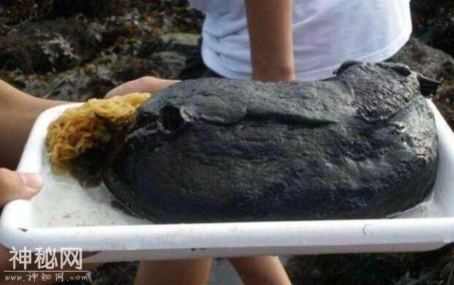 美国男子在南加州海滩的礁石里发现巨型的未知生物，真的好大呀-4.jpg