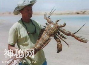 这些世界上神奇的未知生物你见过吗-9.jpg