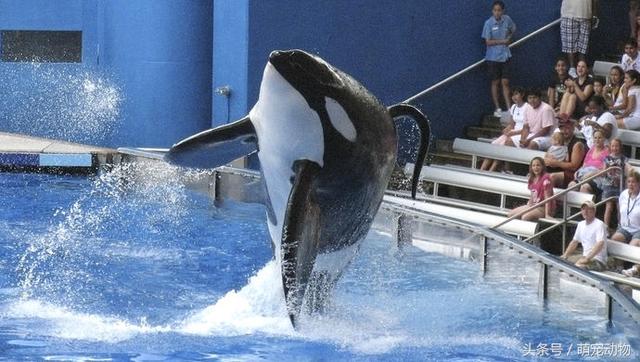 世界上最著名的虎鲸，背负3条人命，被人类虐待33年后去世-5.jpg