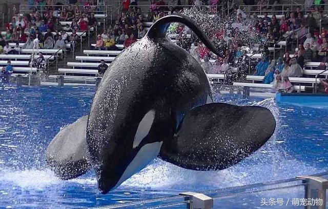 世界上最著名的虎鲸，背负3条人命，被人类虐待33年后去世-4.jpg