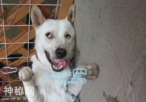 学会分辨死亡率100%的狂犬病毒症状，不收藏你要查的时候怎么办？-8.jpg