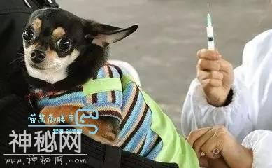 学会分辨死亡率100%的狂犬病毒症状，不收藏你要查的时候怎么办？-11.jpg