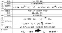 高中生物必修1复习提纲-11.jpg