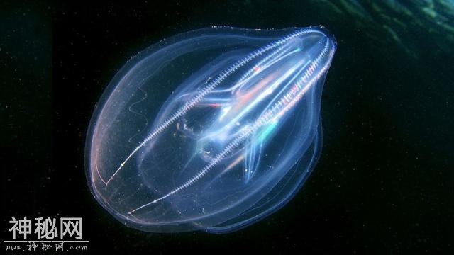 自然界7大会隐身的生物，它们有什么特别的地方？-4.jpg