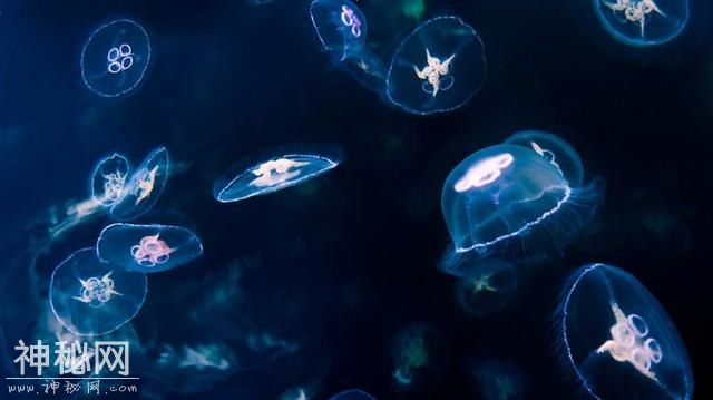 自然界7大会隐身的生物，它们有什么特别的地方？-2.jpg