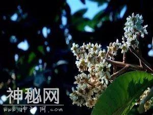 花草树木地质行｜一花一树木，一草一菩提-13.jpg
