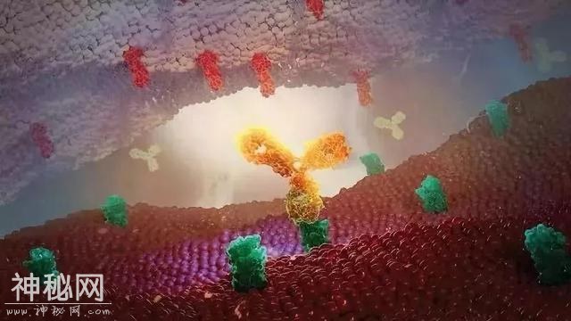 这项癌症治疗新方法，获得了今年的诺贝尔医学奖，但是……-6.jpg