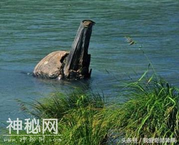 新疆游客目睹水下巨龙，是真是假？-5.jpg