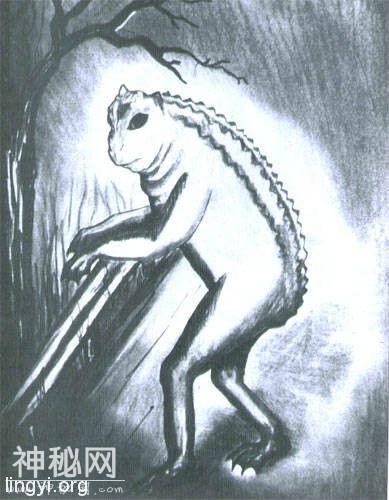 神秘的未知生物 你知道几种-6.jpg
