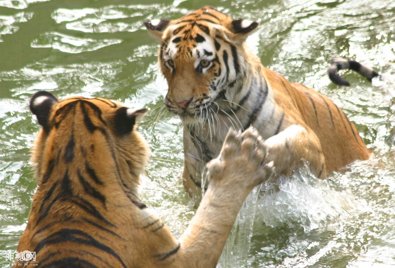 动物图集：中国的十大濒危动物之一——华南虎“中国虎”-2.jpg