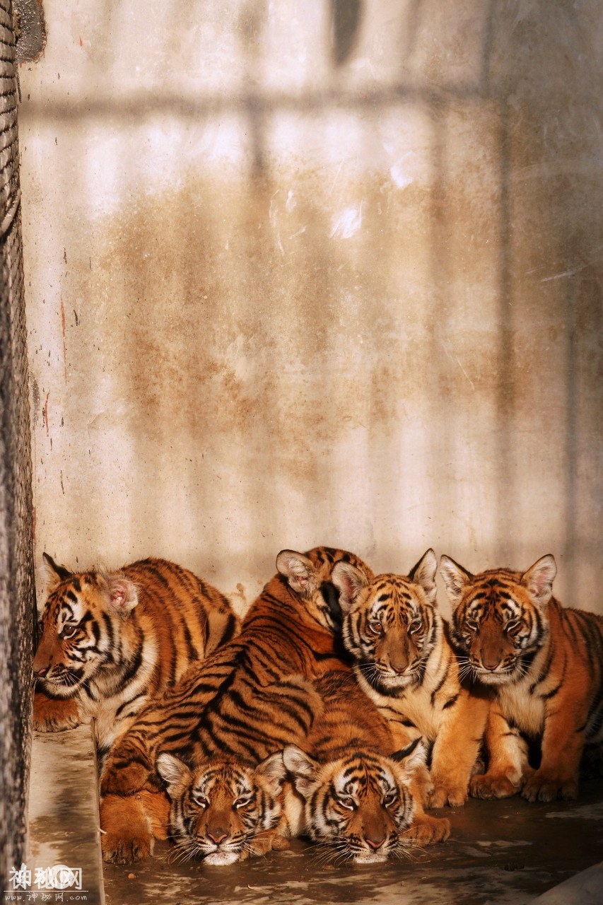 动物图集：中国的十大濒危动物之一——华南虎“中国虎”-3.jpg
