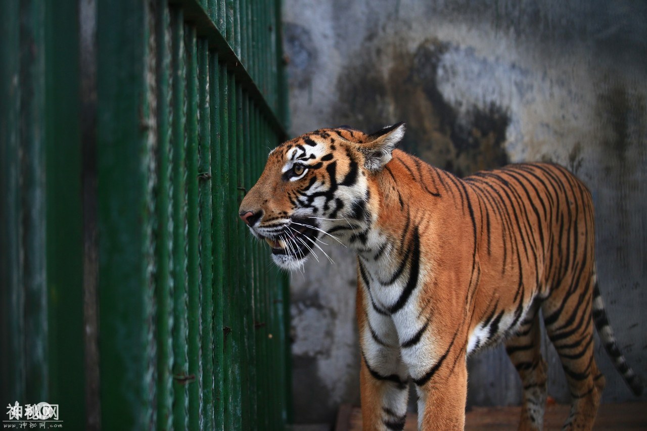 动物图集：中国的十大濒危动物之一——华南虎“中国虎”-5.jpg