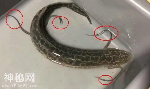 “未知生物”引发轰动！河中钓起“四脚黑鱼”，钓友：这是小龙-2.jpg