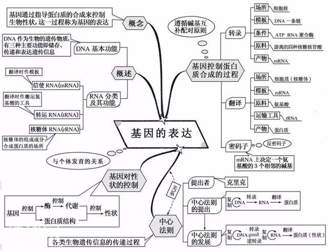 高中生物：这20张思维导图从此生物无忧-10.jpg