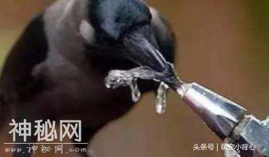 这动物在中国被称不详之物，但是在日本确是圣神之物-3.jpg