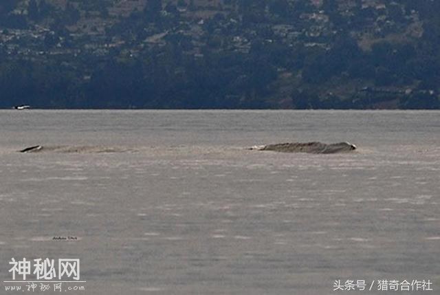 组图：百年水怪频繁现身，水怪迷们组团露营跟踪-1.jpg