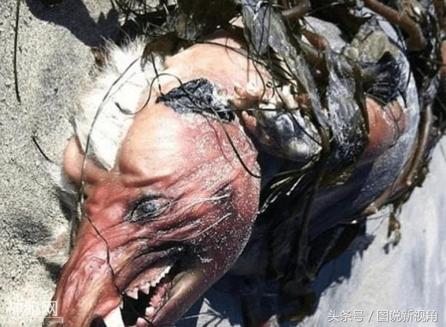 直击来自大海深处的6只未知生物，有多少你能叫上名字？-1.jpg