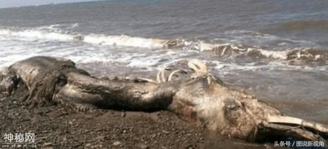 直击来自大海深处的6只未知生物，有多少你能叫上名字？-2.jpg