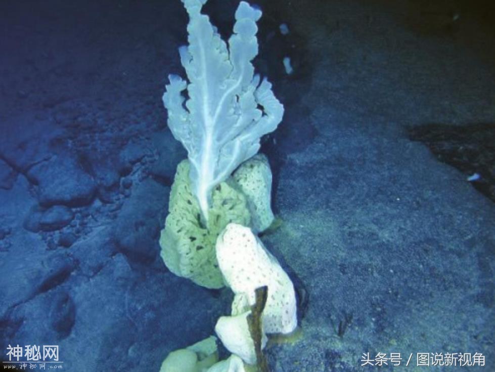 直击来自大海深处的6只未知生物，有多少你能叫上名字？-5.jpg