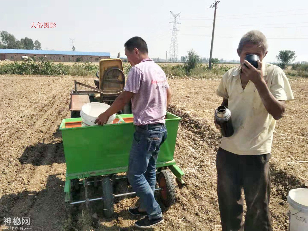 图虫人文摄影：2018-2019大蒜（二）-5.jpg