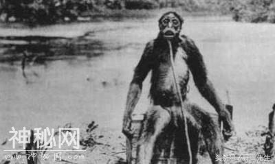 神农架野人神秘事件！是子虚乌有还是确有此事 续-3.jpg