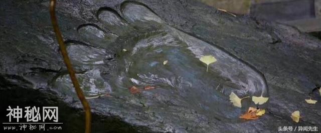 神农架野人神秘事件！是子虚乌有还是确有此事 续-2.jpg