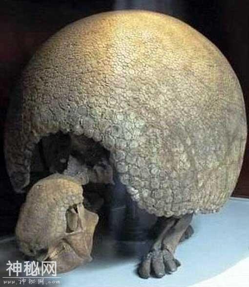 十大最可能死而复生的动物，还有人类，你最期待哪一个-7.jpg