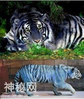地球十大未知生物，一半来自中国，最后一个最有名-8.jpg