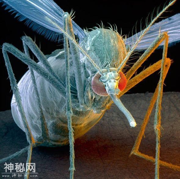 界上致人伤亡最多的动物，蛇仅排第三，第一就在我们身边！-8.jpg