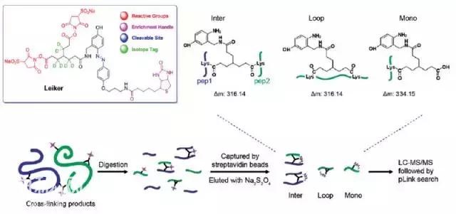 有机化学与生命科学的碰撞 ——2016年生物有机化学热点回眸-3.jpg