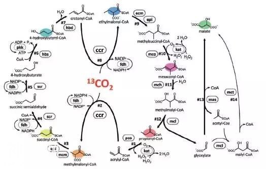 有机化学与生命科学的碰撞 ——2016年生物有机化学热点回眸-10.jpg