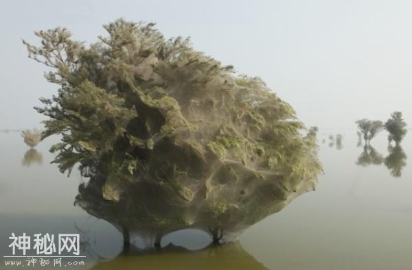 大自然真是太神奇了，许多自然现象，乍一看都觉得不可思议-12.jpg