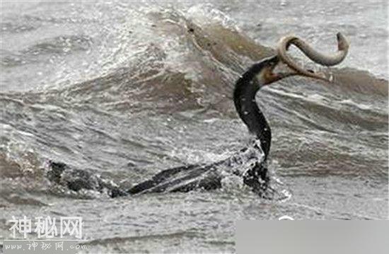 尼斯湖巨大水怪吞食人畜，照片曝光后发现水怪似龙又似蛇真相-2.jpg