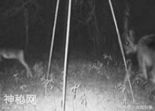盘点十大恐怖怪异的未知生物-4.jpg