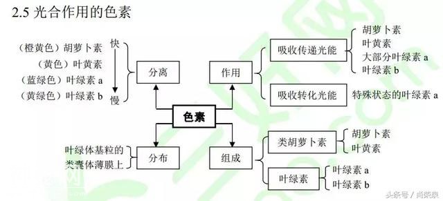 【高考生物】高中生物二轮复习知识结构网络：专题二-5.jpg