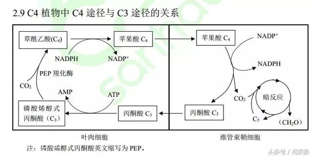 【高考生物】高中生物二轮复习知识结构网络：专题二-9.jpg