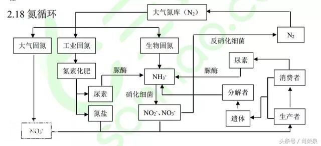 【高考生物】高中生物二轮复习知识结构网络：专题二-21.jpg