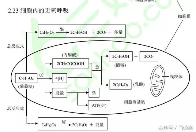 【高考生物】高中生物二轮复习知识结构网络：专题二-27.jpg
