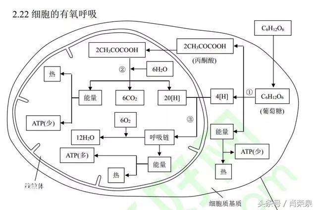 【高考生物】高中生物二轮复习知识结构网络：专题二-26.jpg