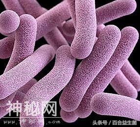 欢快的小精灵——细菌-1.jpg