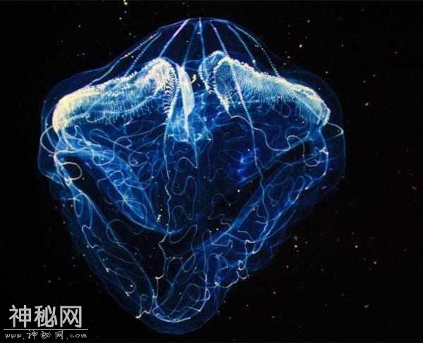 上帝禁区！我们这个宇宙可能是一个巨大的生物！-1.jpg