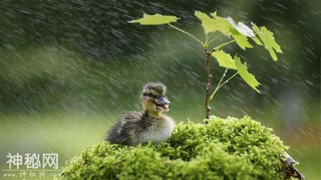 “下血雨”的自然现象非常罕见，只有几处地方能看到，你见过吗？-1.jpg