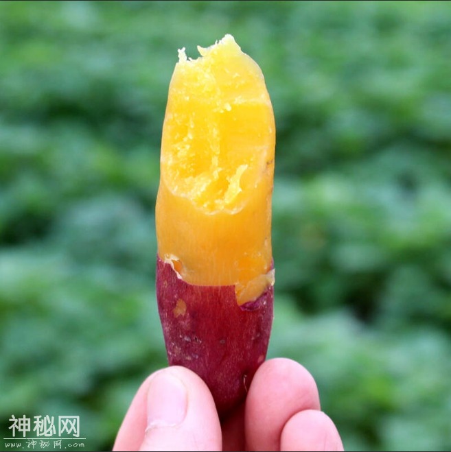 偷偷告诉你！不论男女，十月定不能错过这“货，对身体大有裨益-7.jpg
