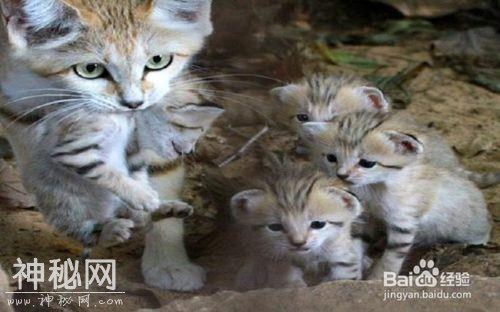 濒危动物中最可爱的十大物种 沙猫排名第9-9.jpg