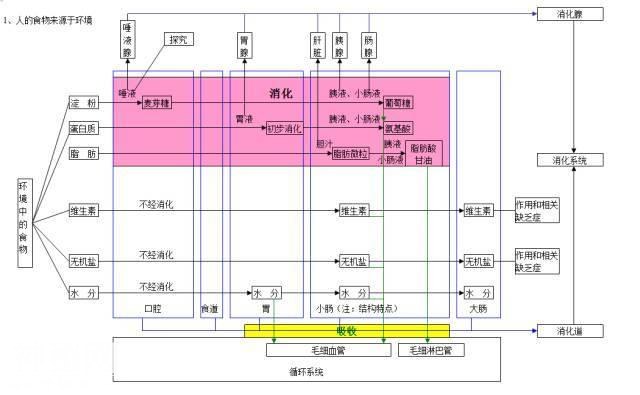 生物高分的秘密：生物思维导图-4.jpg