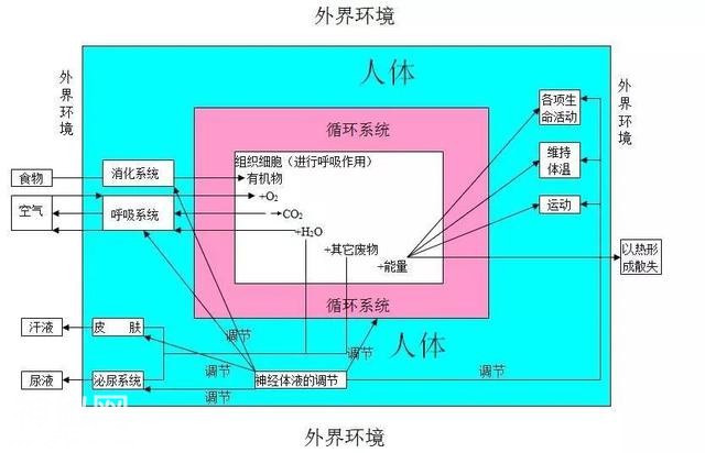生物高分的秘密：生物思维导图-11.jpg